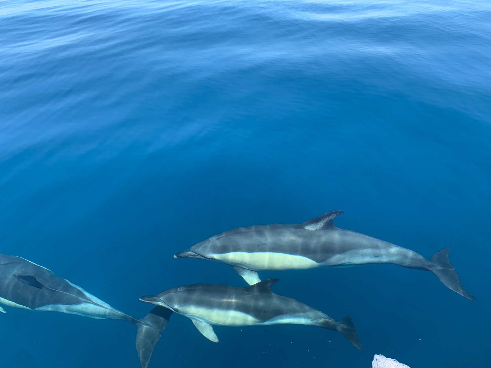 Dauphins sauvages